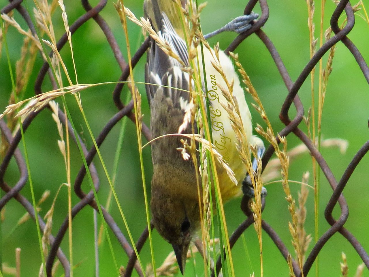 Upside Down Finch