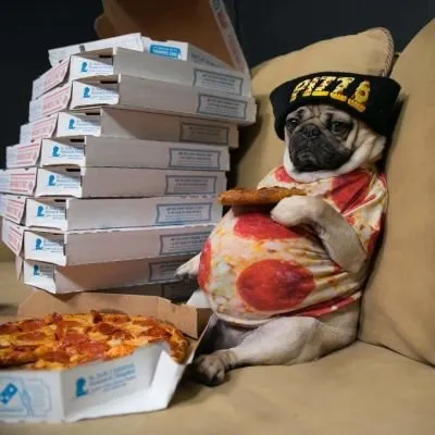 God like pizza. He full pizza were you think for Dog. 