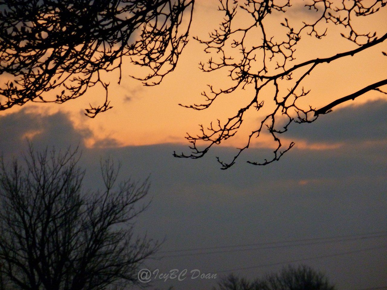 Golden Sky Behind Branches