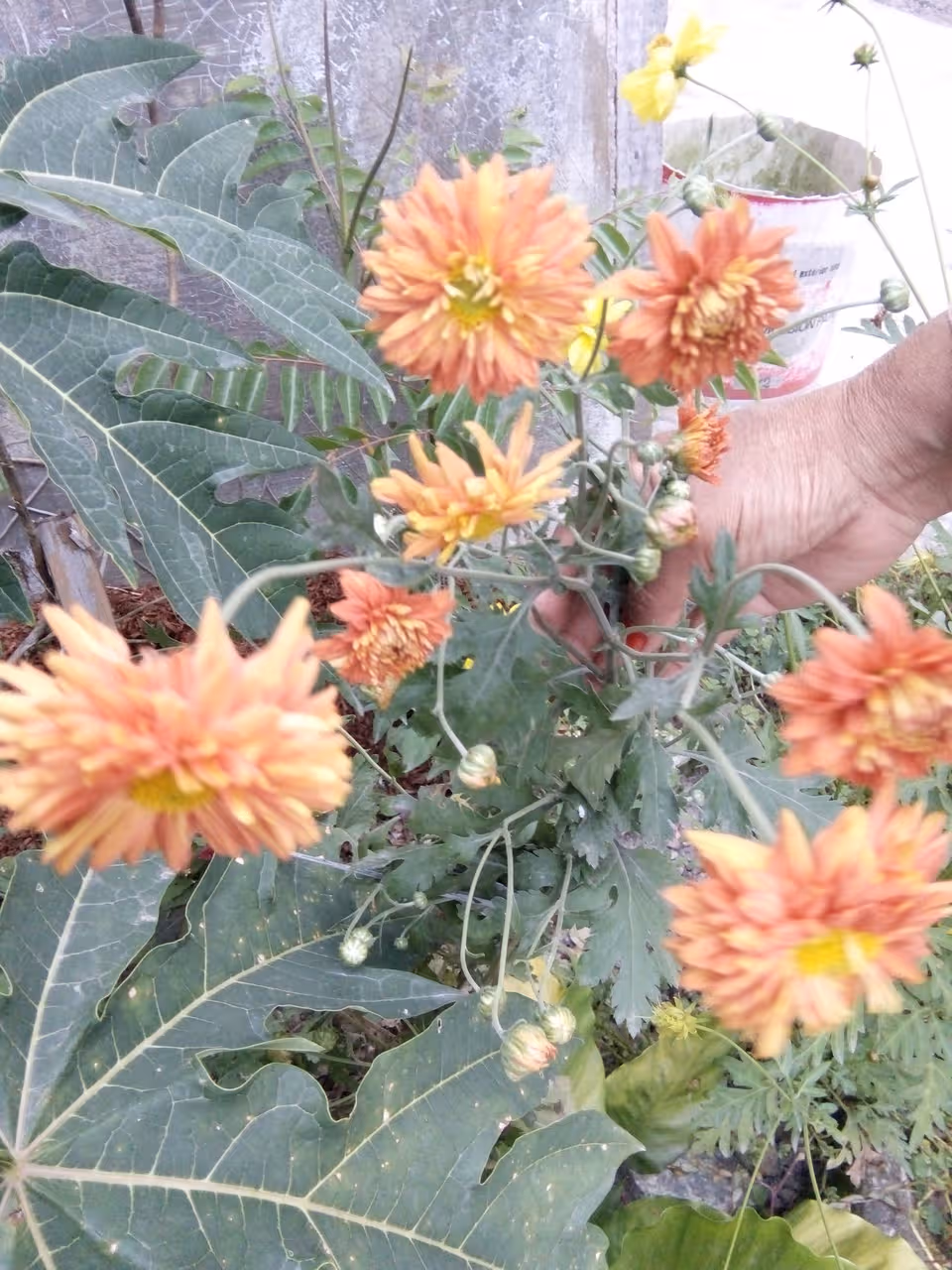 The orange flower is seductive and beautiful