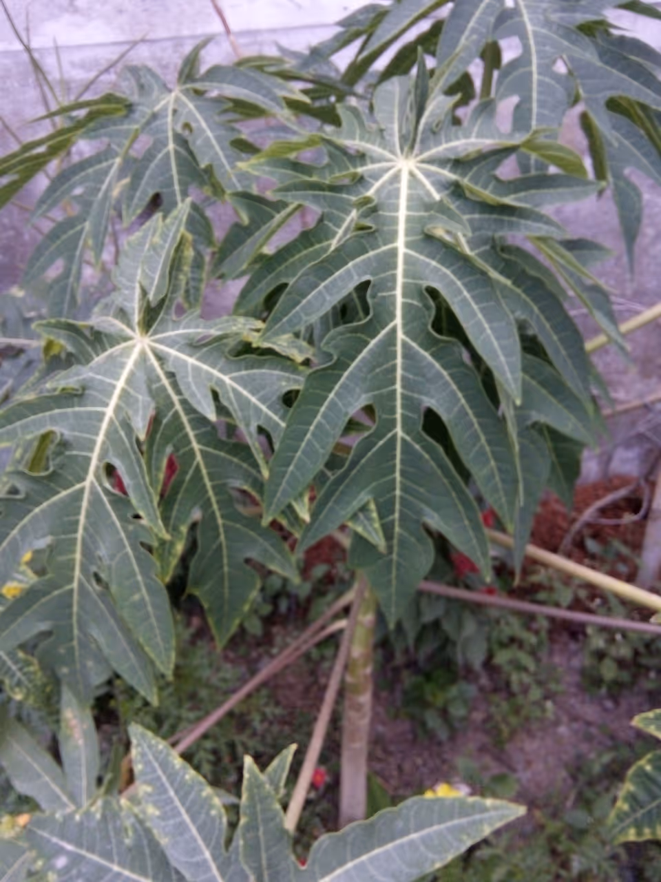 Papaya leaf that has many benefits for health
