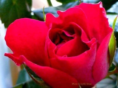 Rosesopenweekend Entry - One Beautiful Red Rose 