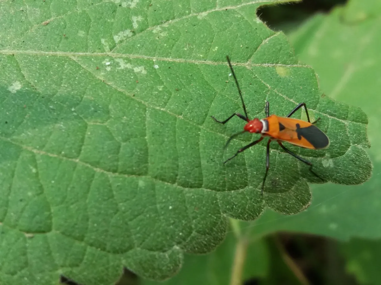 Walang sangit (Leptocorisa oratorius Fabricius)