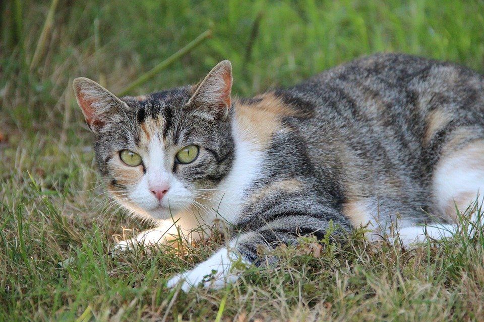 Cats Act