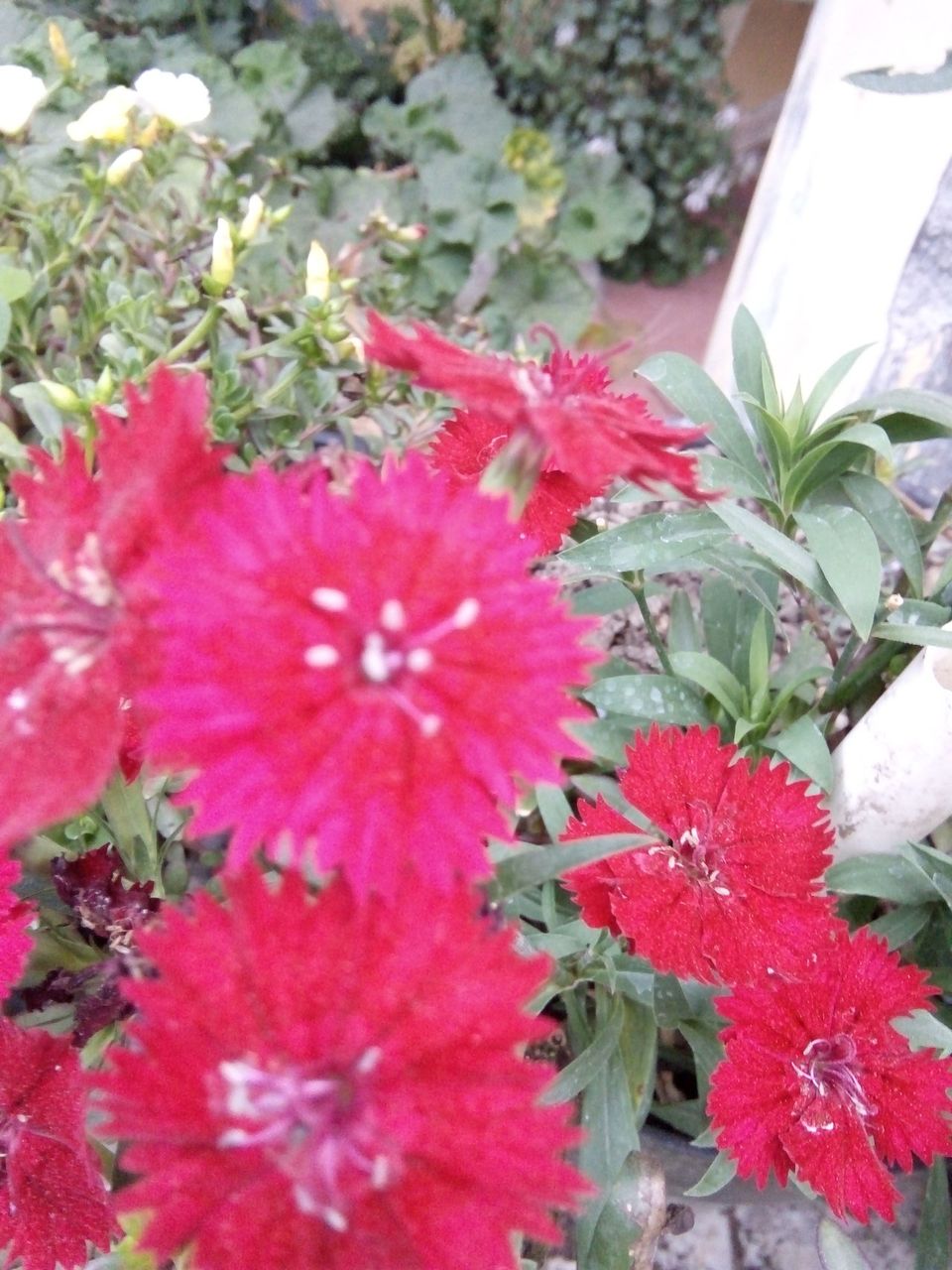fantastic red flowers in the yard of the house