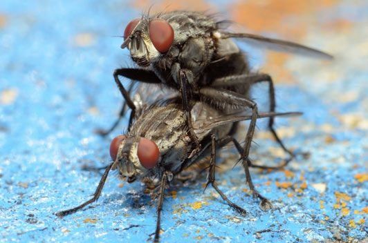 Married Flies