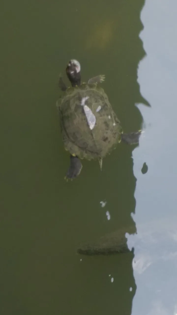 turtle natural