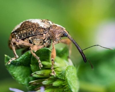 Weevil Insect