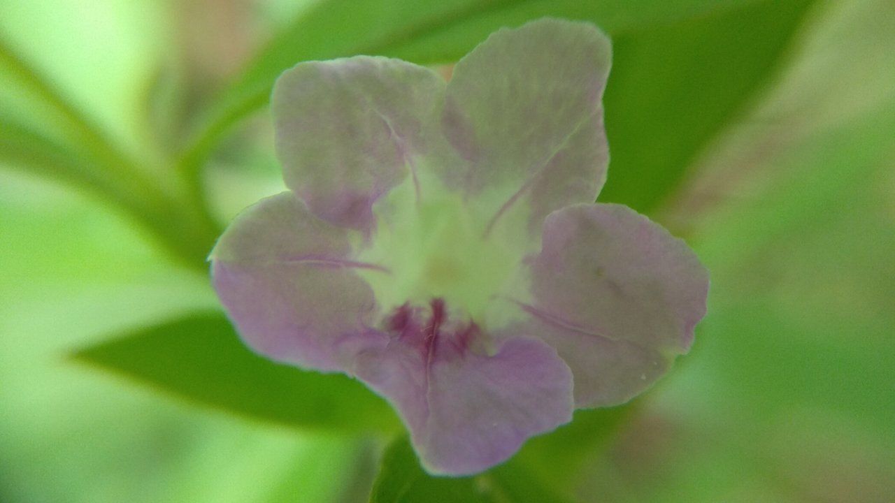 wild flower