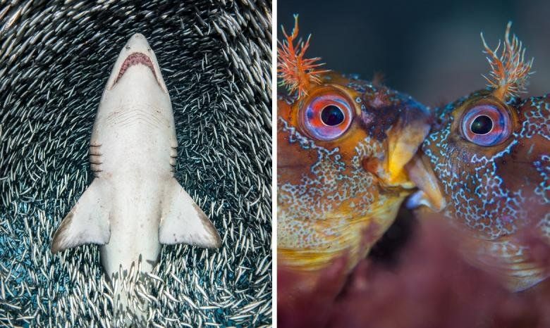 Incredibly Impressive Winner of the 2018 Underwater Photographer Competition 15 Photos