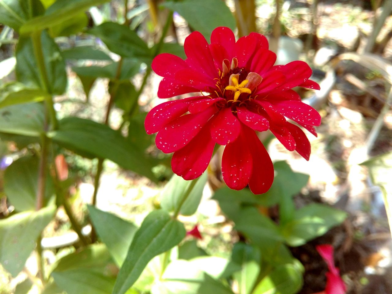 Color Challenge ~ Keindahan Bunga Aster Setelah Terkena Abu Vulkanik.