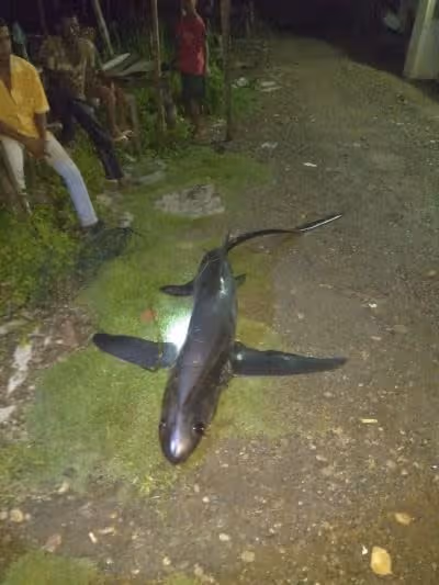 Ikan Hiu Tikus Hasil Tangkapan Nelayan