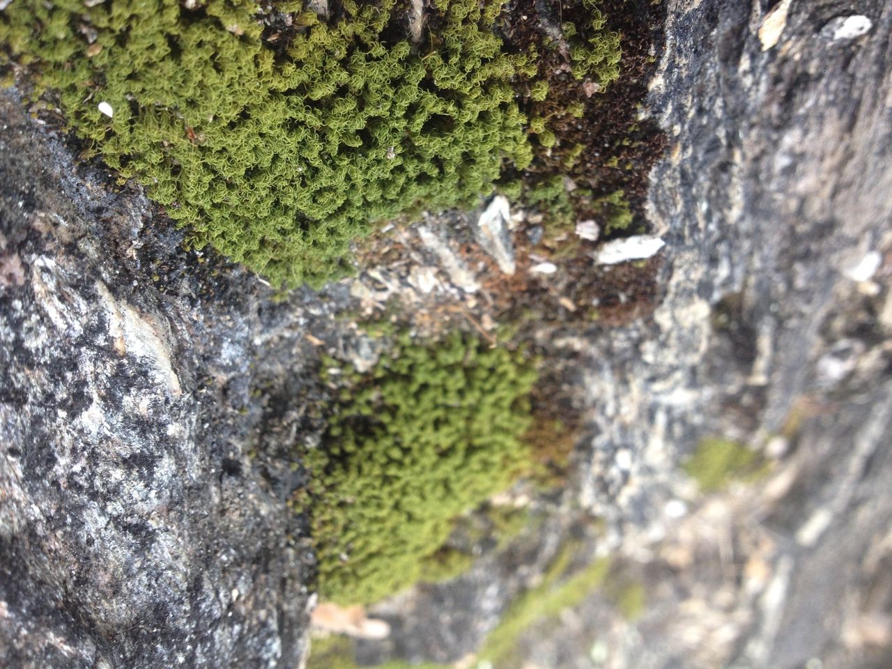 Naturaleza miniatura.