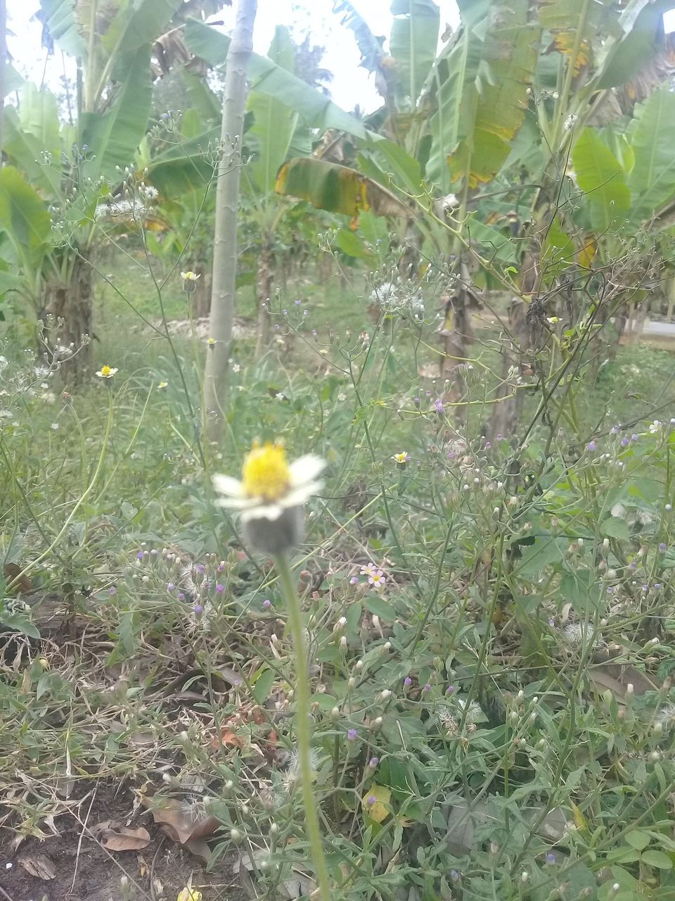 flowers that bloom when the sun shines