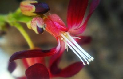 flower starfruit