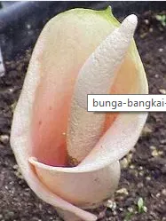 Know the carrion flower (Amorphophallus) and Kind of Kinds