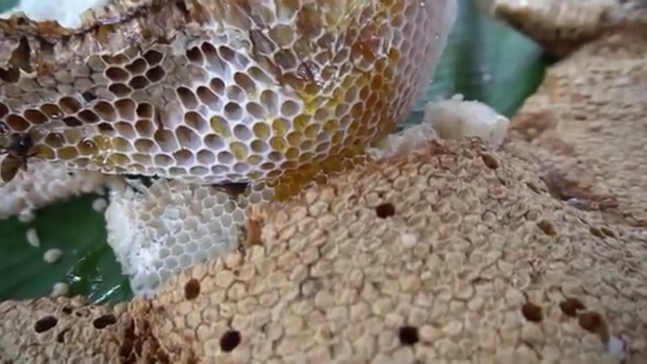 the process of making honeycomb