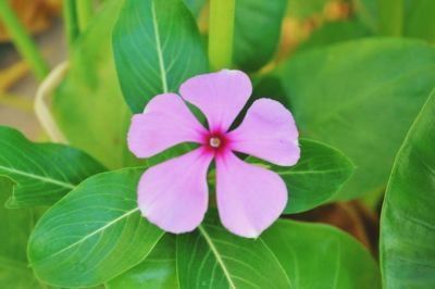 MyDailyPost – Color que da vida / Macroshot 🌸