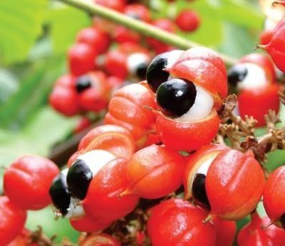 Wow! Guarana, plants shape the human eye