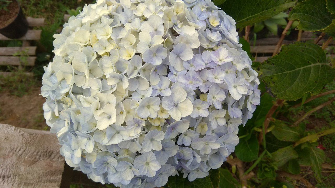 flower of two colors