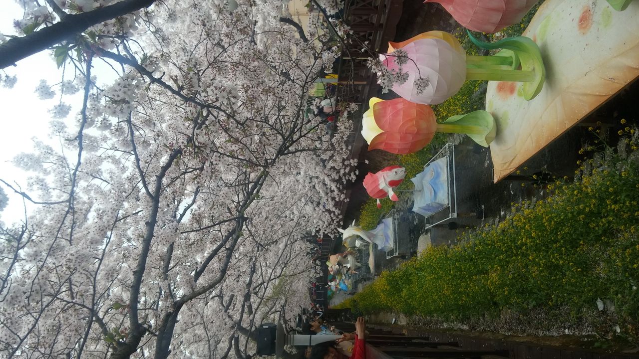 Lanterns and cherry blossoms.