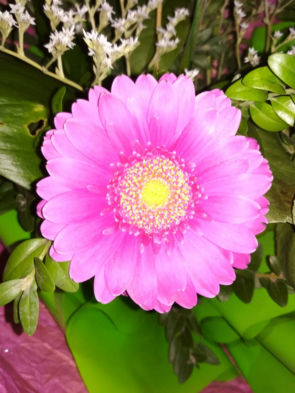 Thursday: macrophotography and colourfulphotography