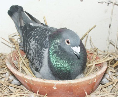 THINGS TO CONSIDER FOR BREEDING YOUR PIGEONS!!!