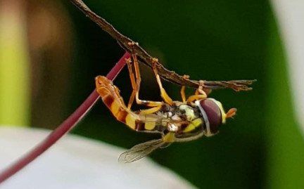 Macrophotography-Bee
