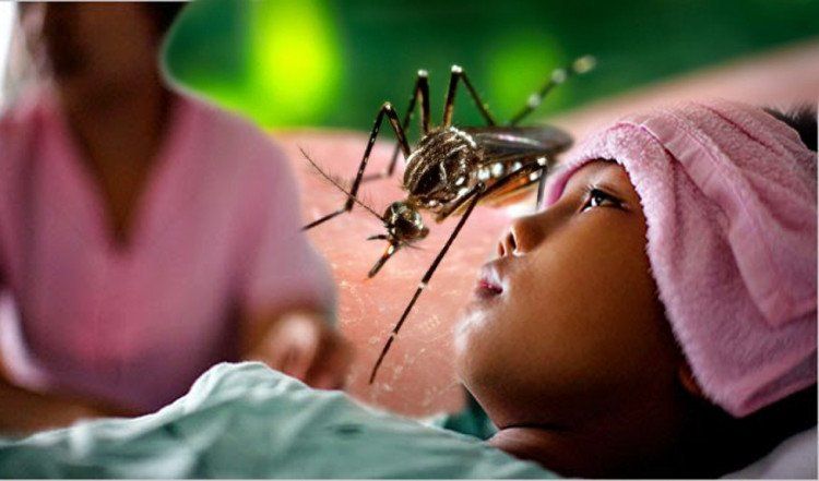 The cause of the disease of dengue fever and how to cope with the disease dengue fever and How to treat the disease dengue fever