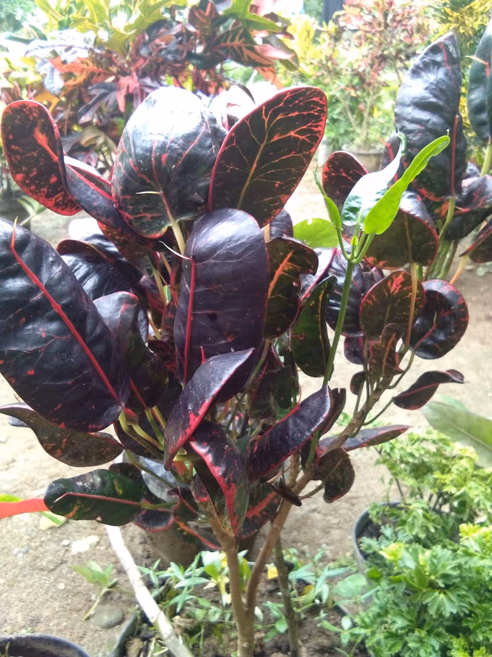 Tanaman bunga hias langka