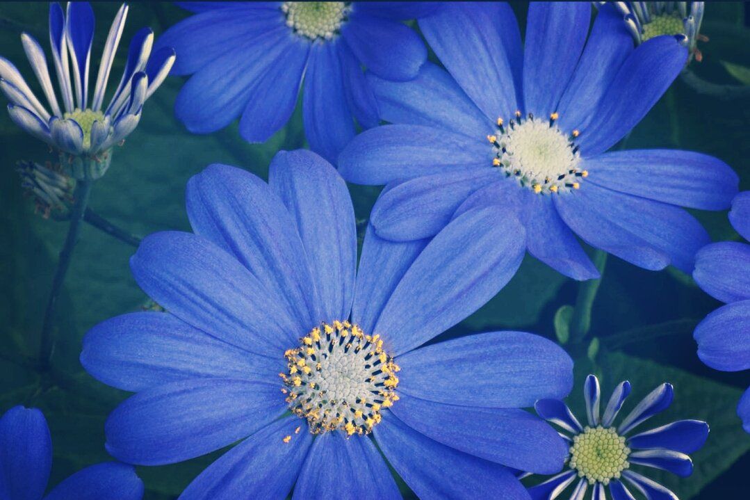 Color challenge friday - Daisy Flower to Show Affection & Love 