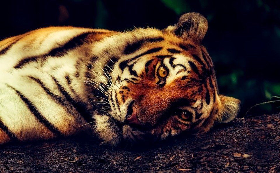 Sumatran tiger