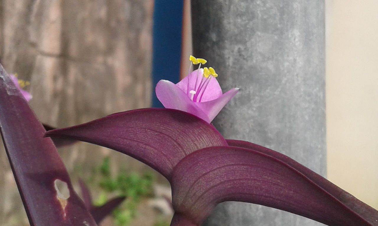 orchid plants