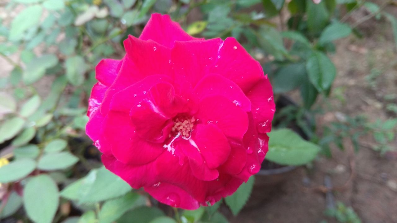 roses