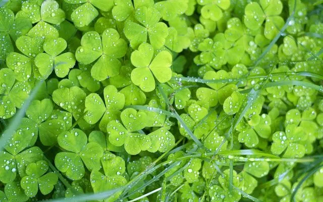 Clover