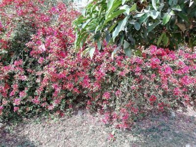 Photography - Nature Flowers
