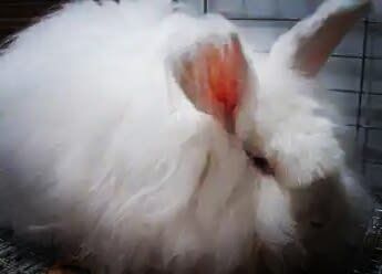 did you know that the rabbits Anggora Giant a little contain cholesterol when consumed.