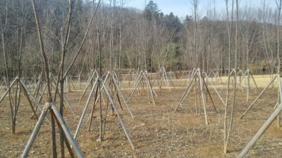 The trees that survived the winter.