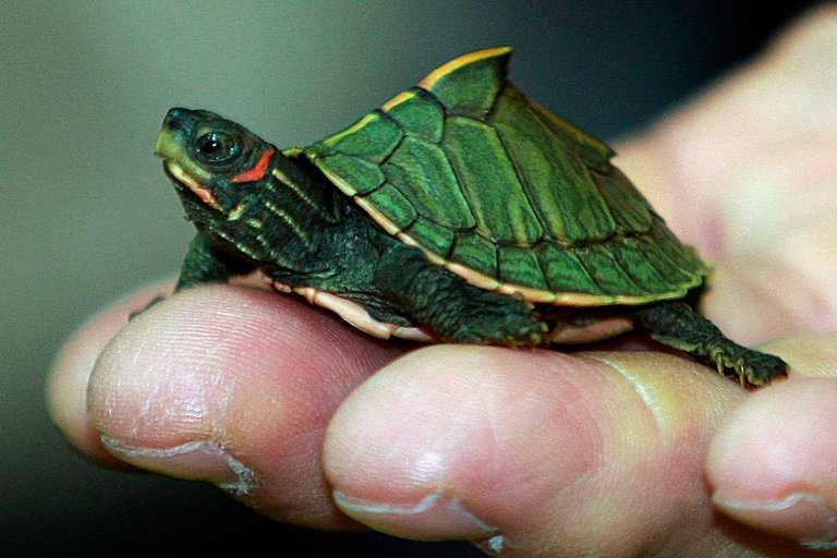 TURTLE AS PET AND HOW TO TAME IT!