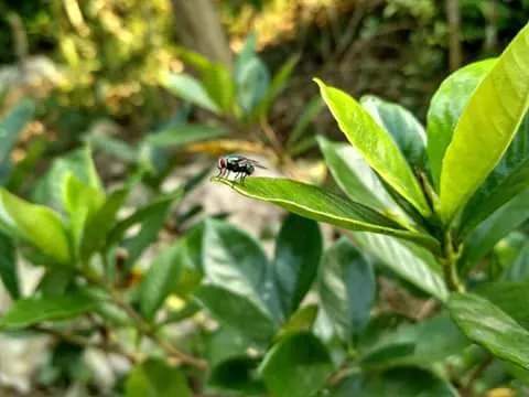 Beautiful natural fly