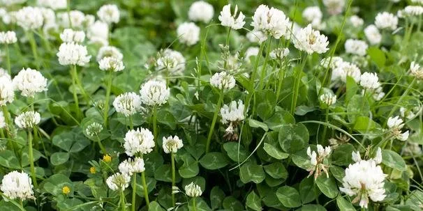Clover