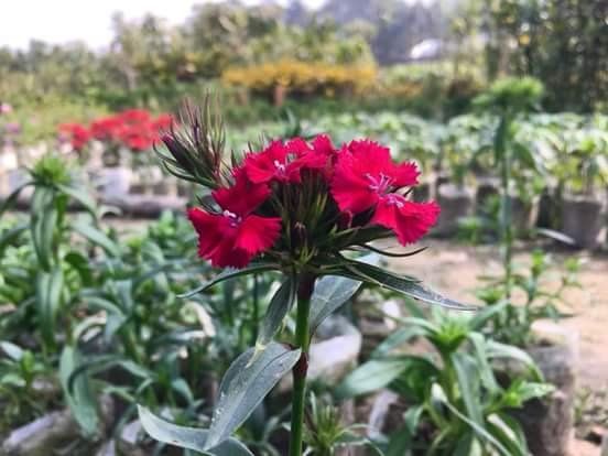 FLOWER PHOTOGRAPHY 