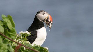 'Blue Planet II' Celebrates The Beauty Of Nature Across The Globe