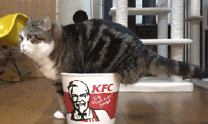 Cat trap