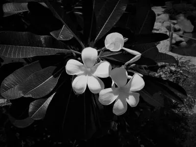Seven Day Black & White Challenge - Day 6