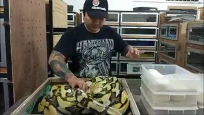 peternakan ular piton/breeding pythons