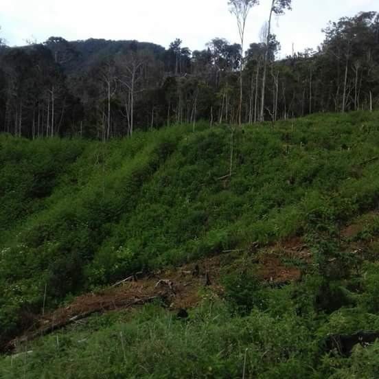 Kebun saw it/sawah 
