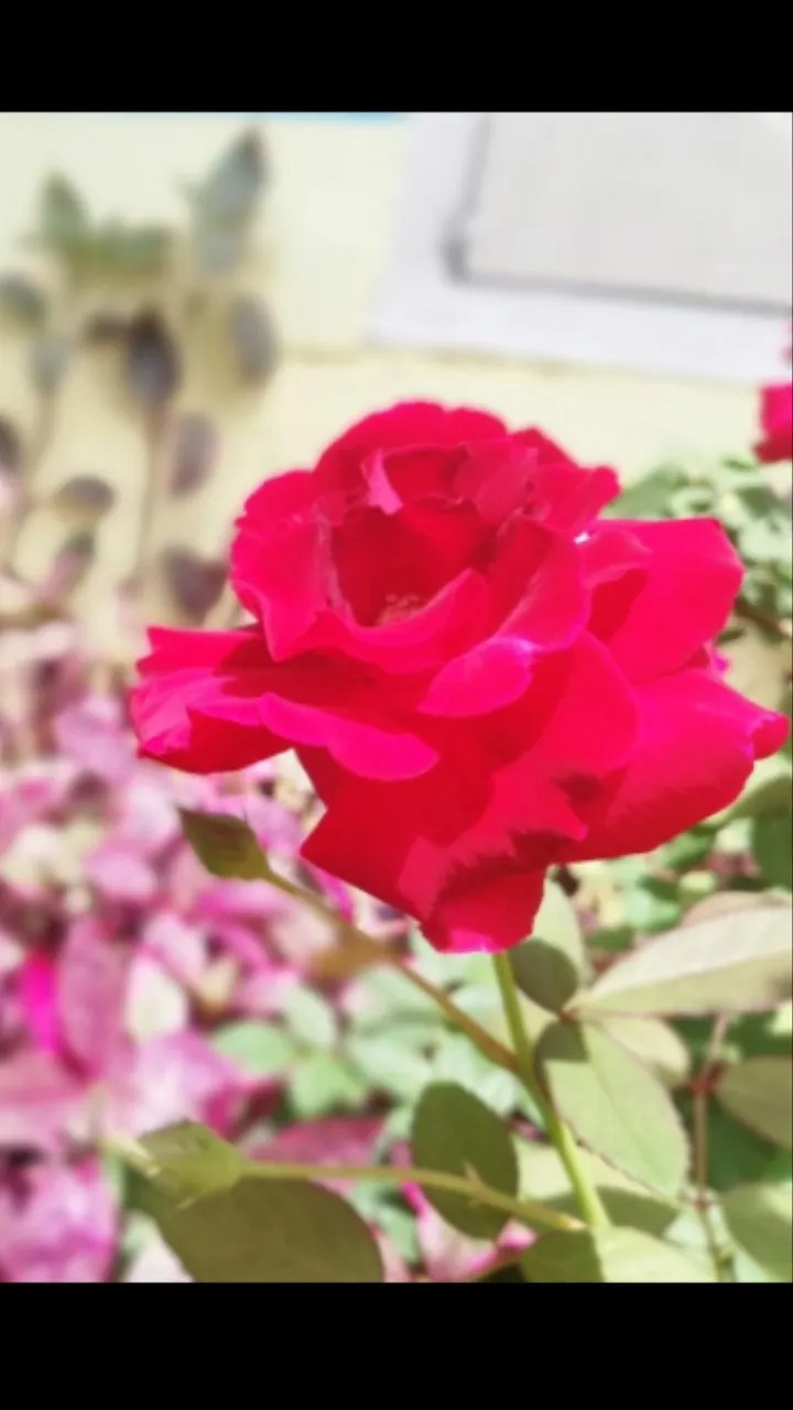 Beutiful Red Rose 