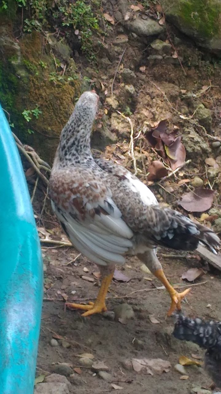 Ayam Kampung