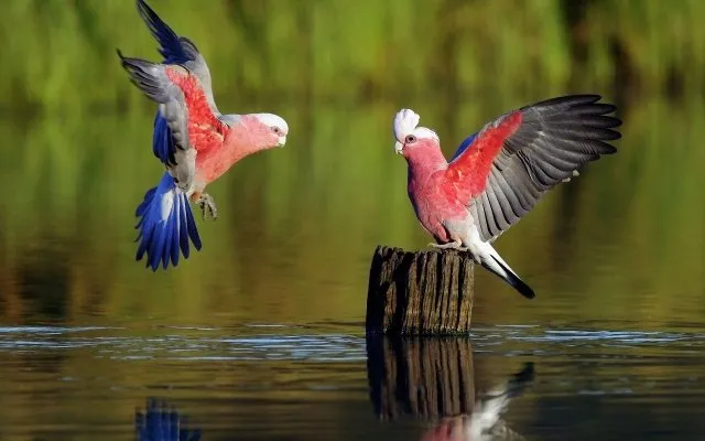 Pigeon (The messenger birds of primitive people)